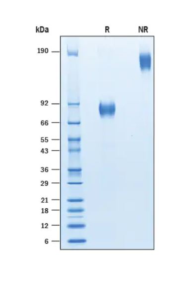 2 μg/lane Protein  was resolved with SDS-PAGE under reducing (R) and non-reducing (NR) conditions and visualized by Coomassie® Blue staining.